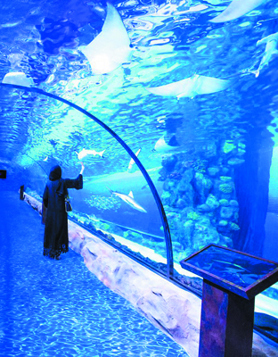 dubai aquarium and underwater zoo dubai city tour pinnacle tours and travels
