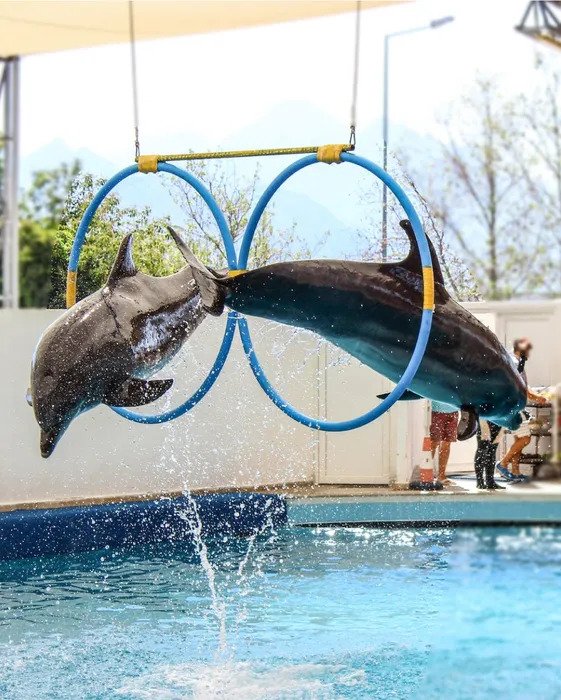 DOLPHINARIUM – DOLPHIN SHOW